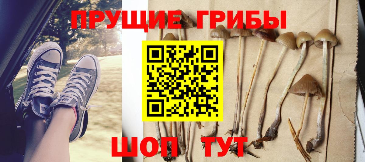 Псилоцибиновые грибы GOLDEN TEACHER Грязи