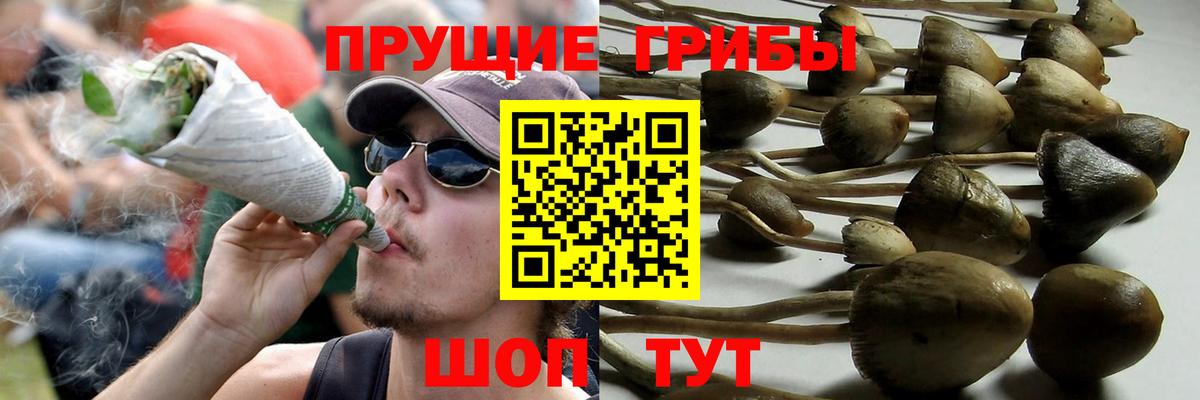 Галлюциногенные грибы Psilocybe  Вход с VPN  Грязи 